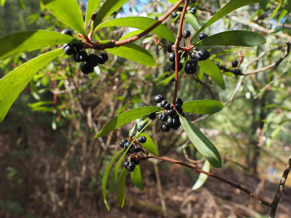 Drimys Lanceolata
