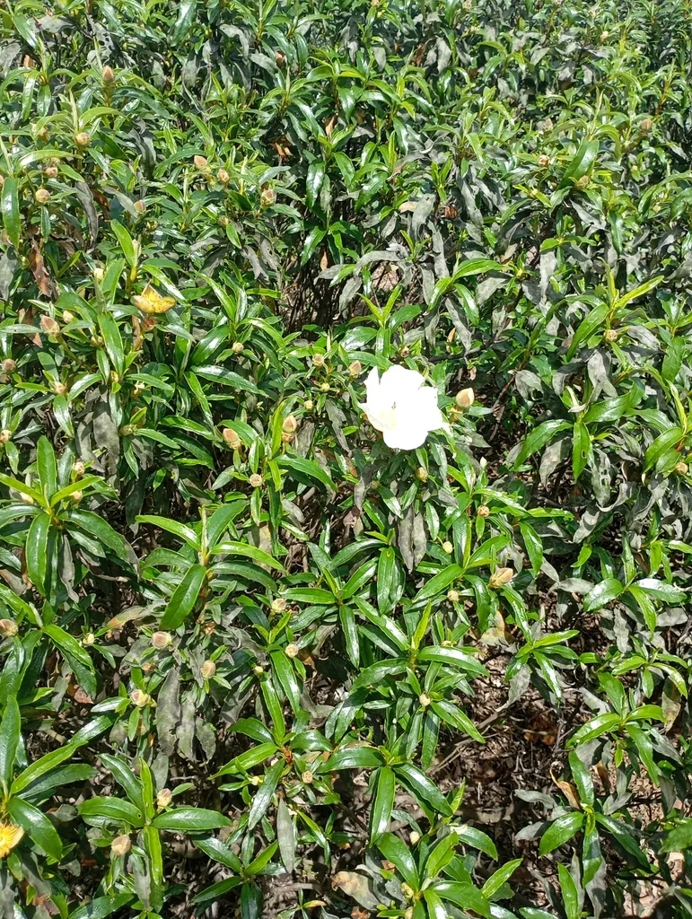 Cistus Ladanifer