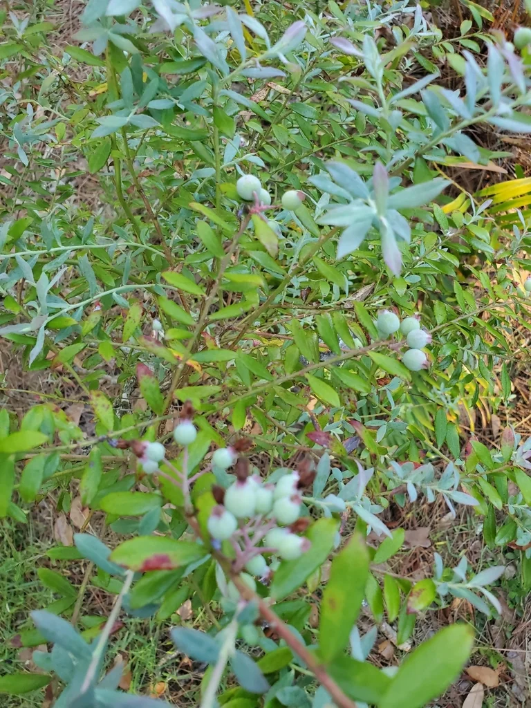 Vaccinium Darrowii