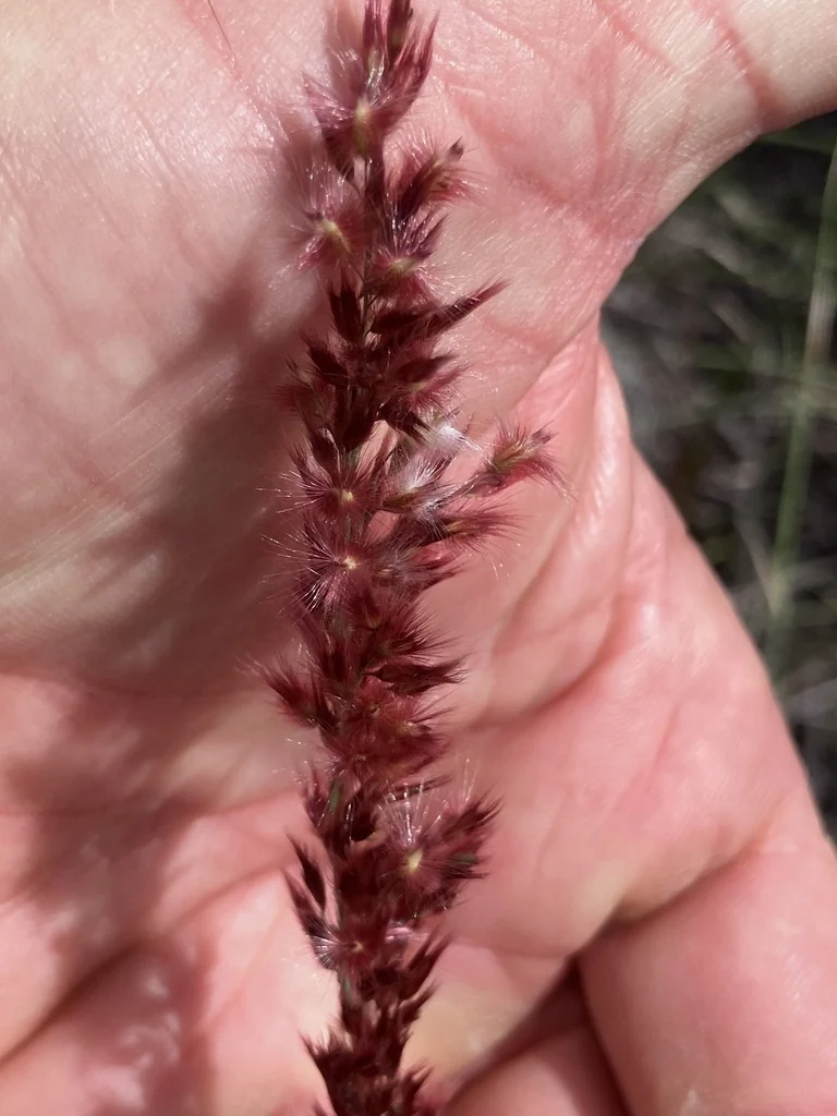 Melinis Nerviglumis