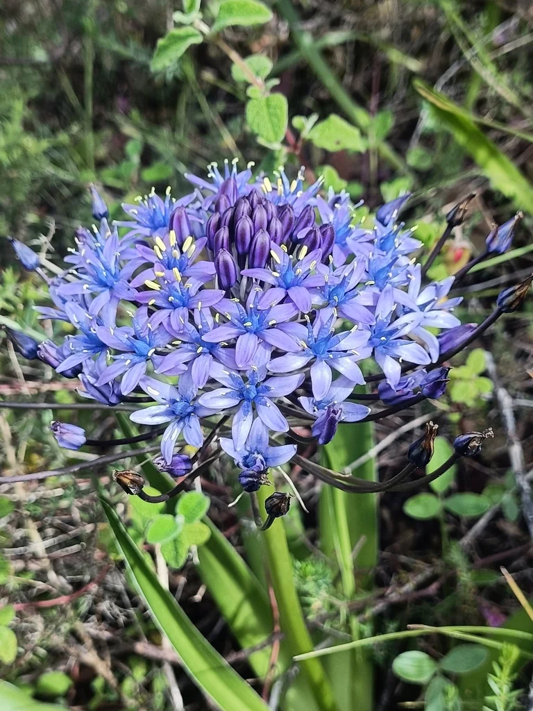 Scilla Peruviana