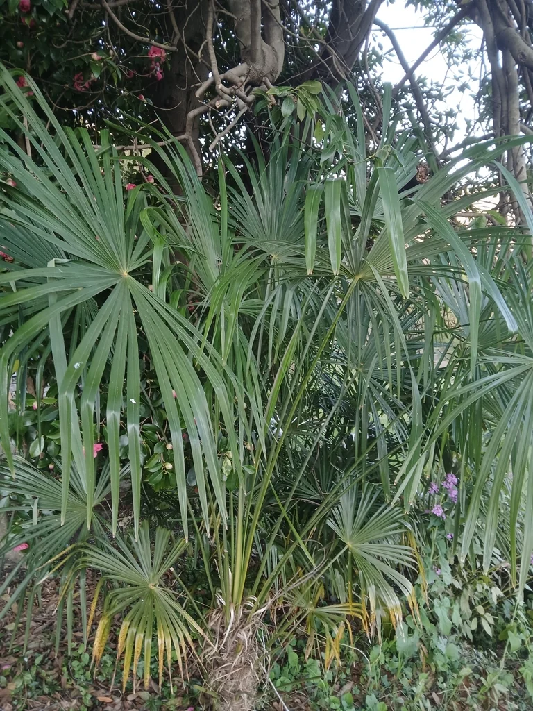 Trachycarpus Wagnerianus