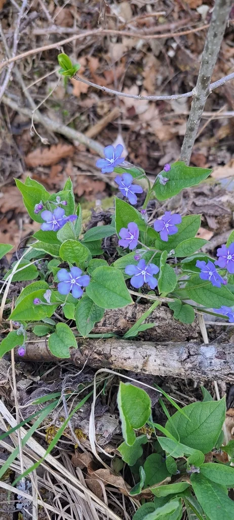 Omphalodes Verna