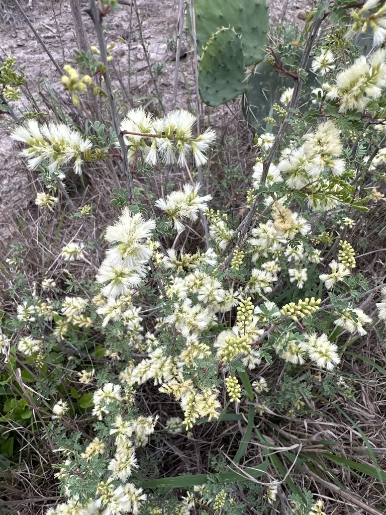 Acacia Rigidula