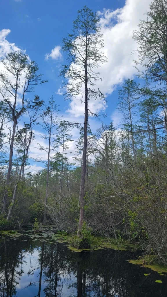 Taxodium Ascendens