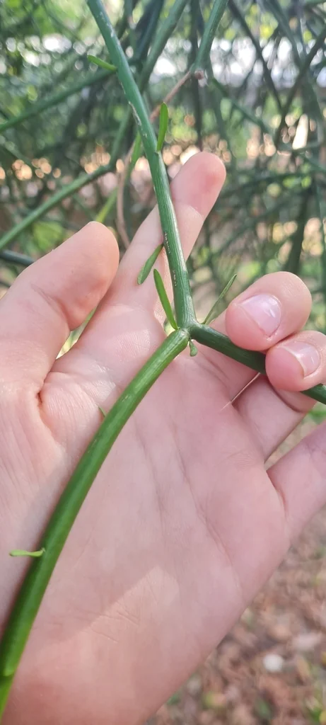 Euphorbia tirucalli
