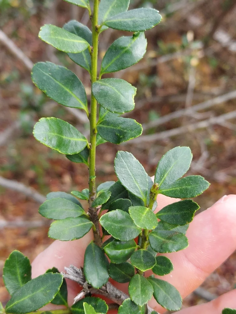 Ilex crenata