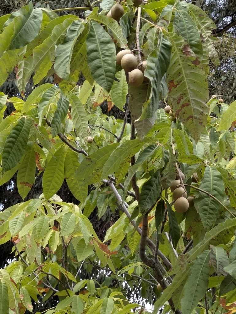 Aesculus Indica