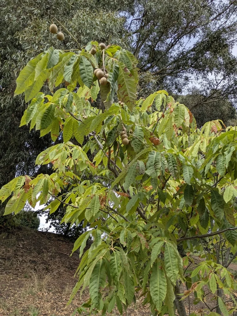 Aesculus Indica
