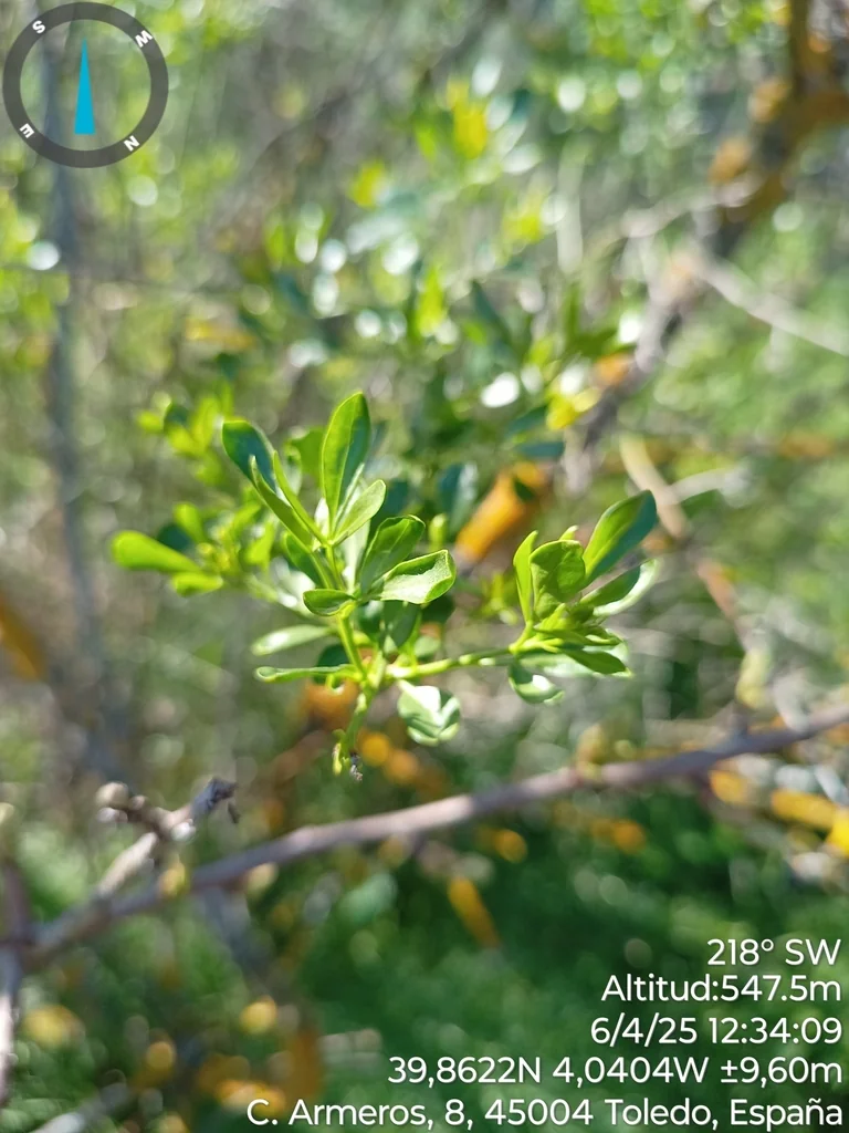 Jasminum Humile