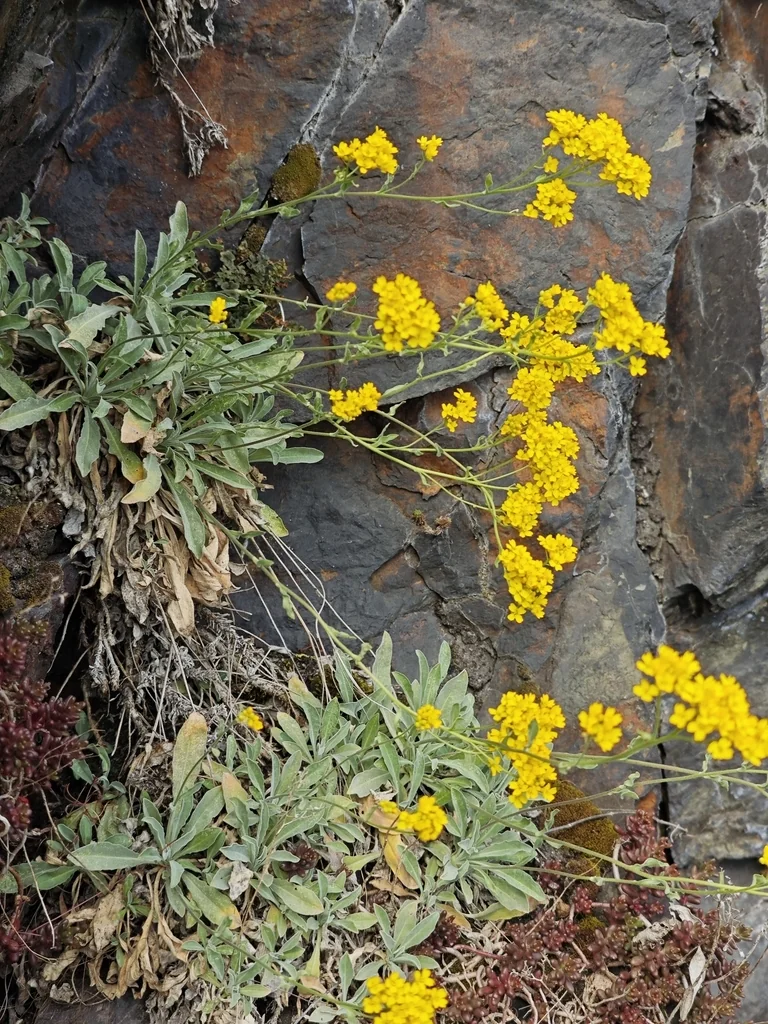 Aurinia Saxatilis