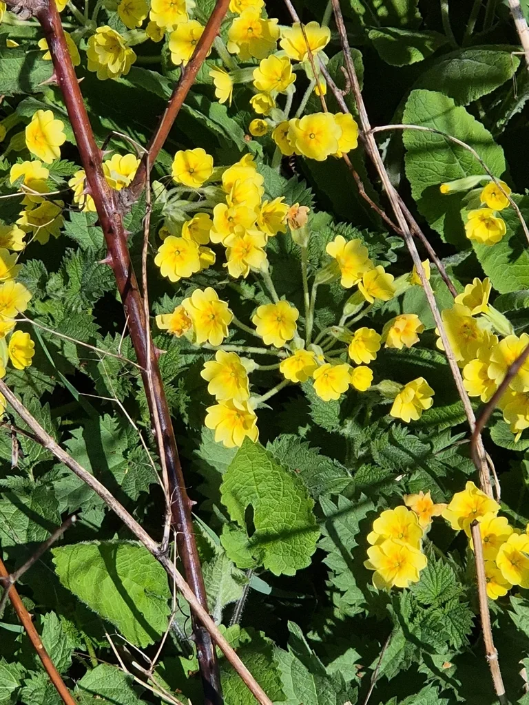 Primula X Polyantha