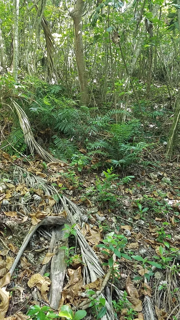 Zamia Pumila