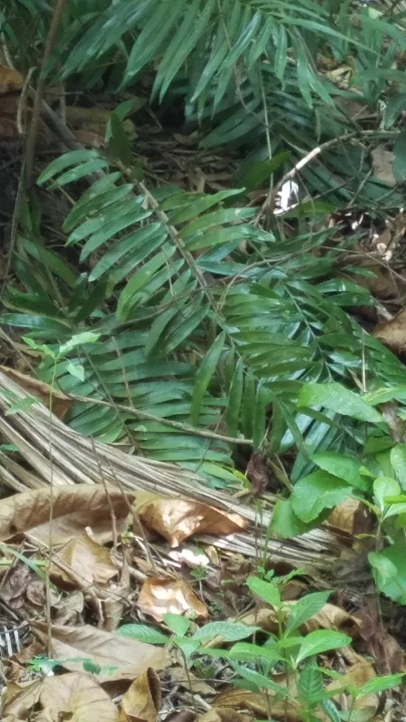 Zamia Pumila