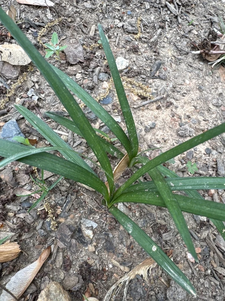Liriope Muscari
