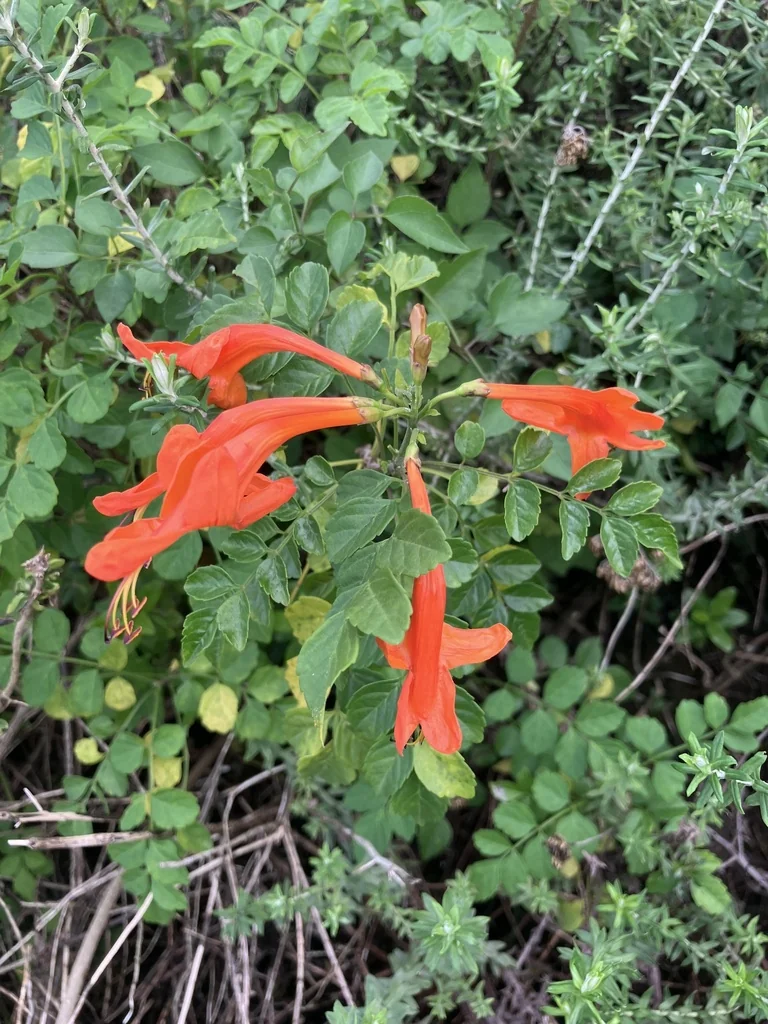 Tecoma Capensis