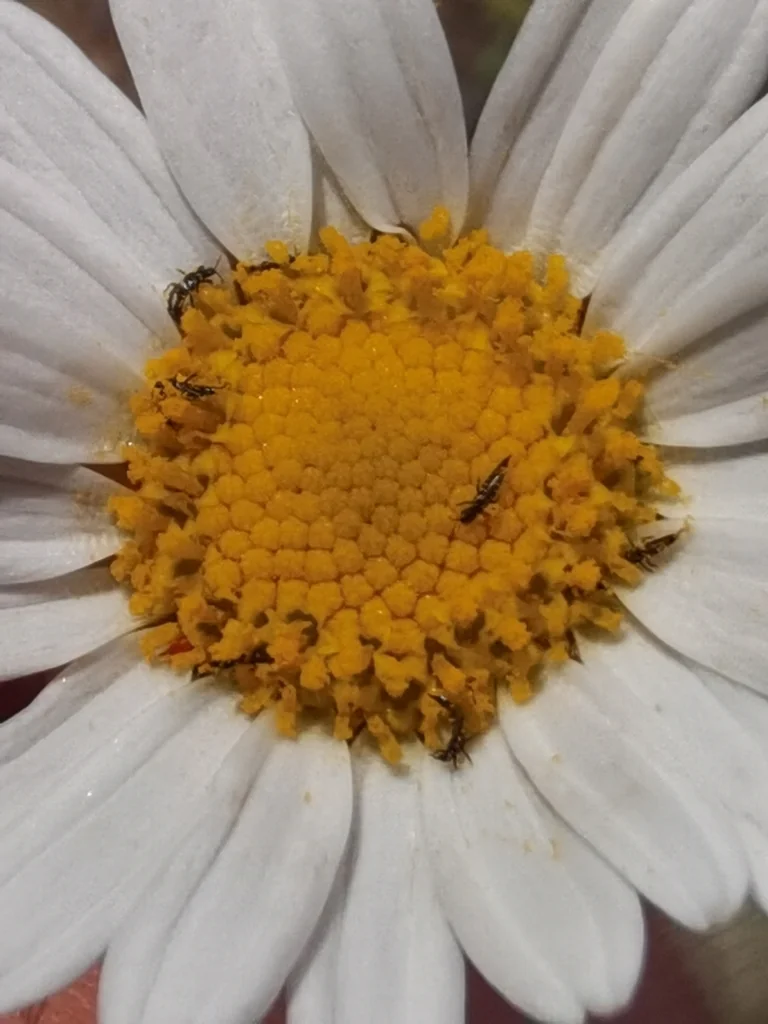 Argyranthemum frutescens
