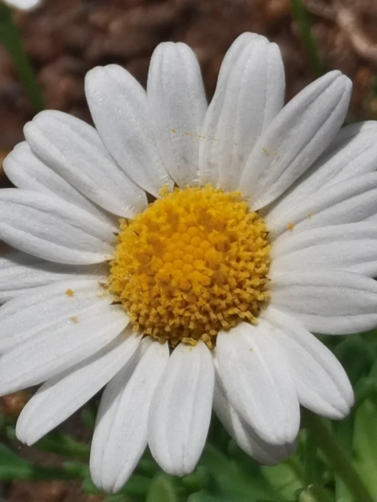 Argyranthemum frutescens