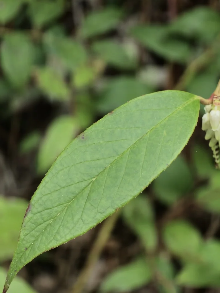 Leucothoe Fontanesiana