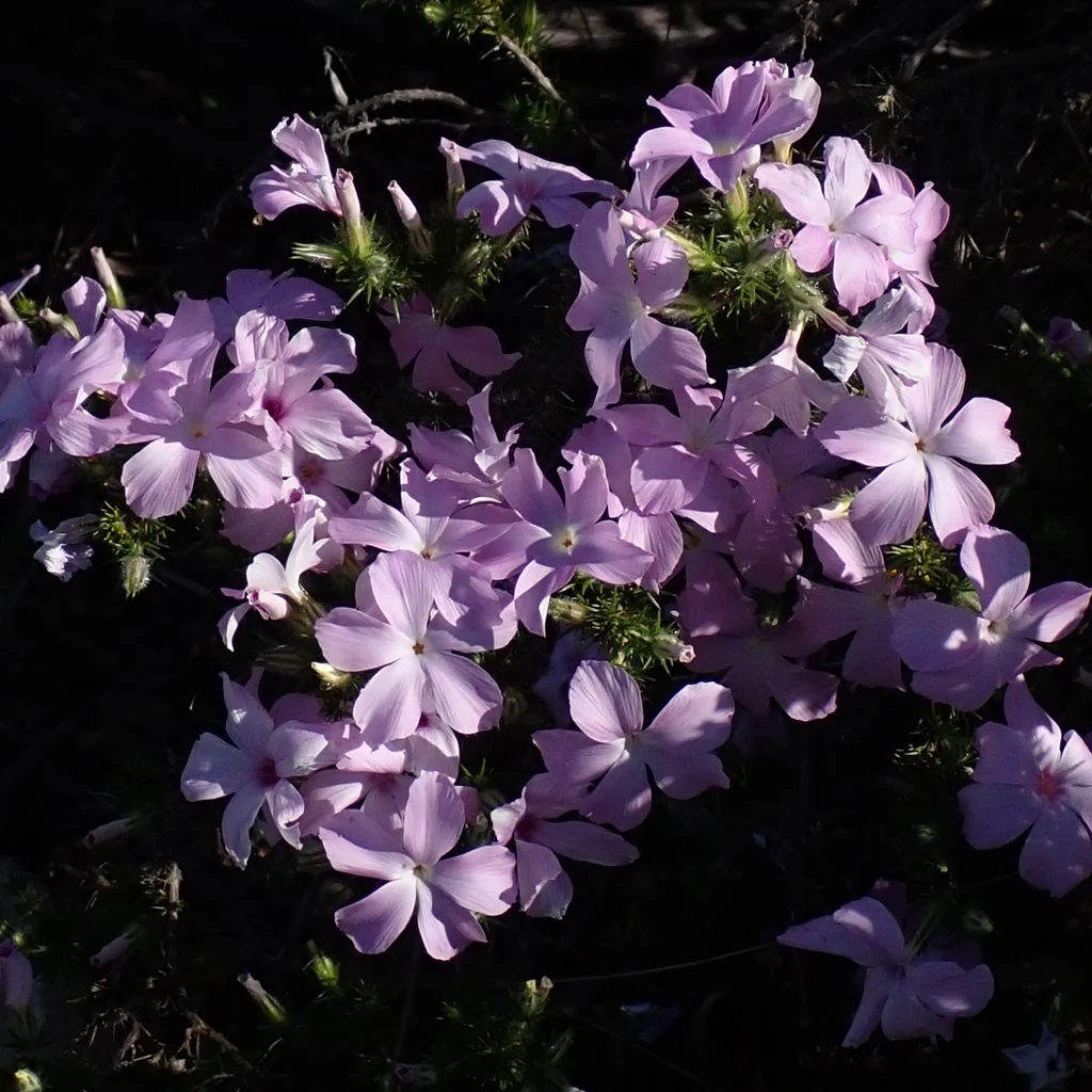 Linanthus Californicus