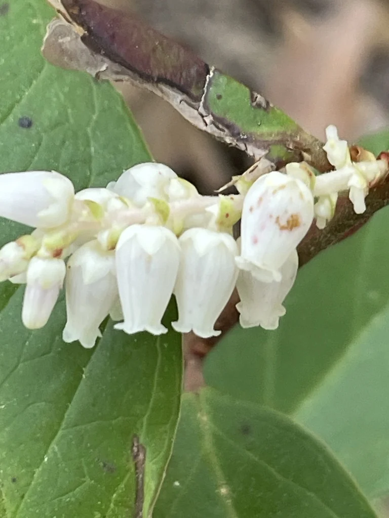 Leucothoe axillaris