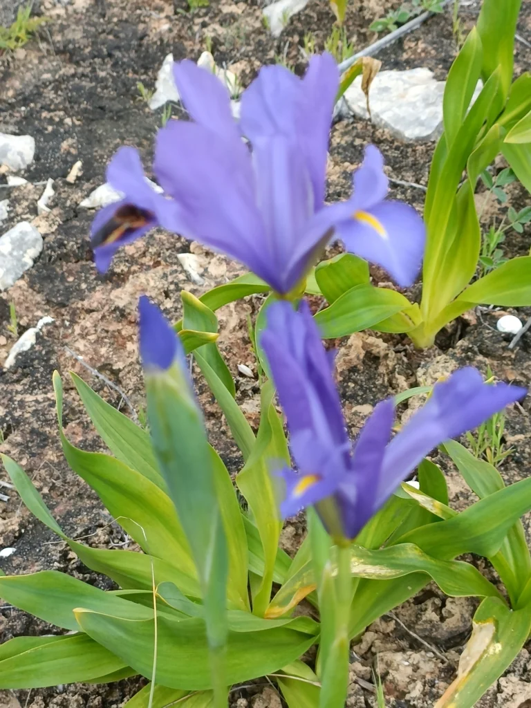 Iris Xiphium