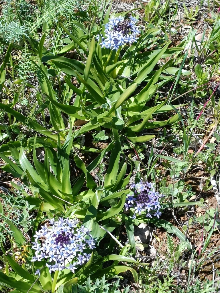 Scilla Peruviana