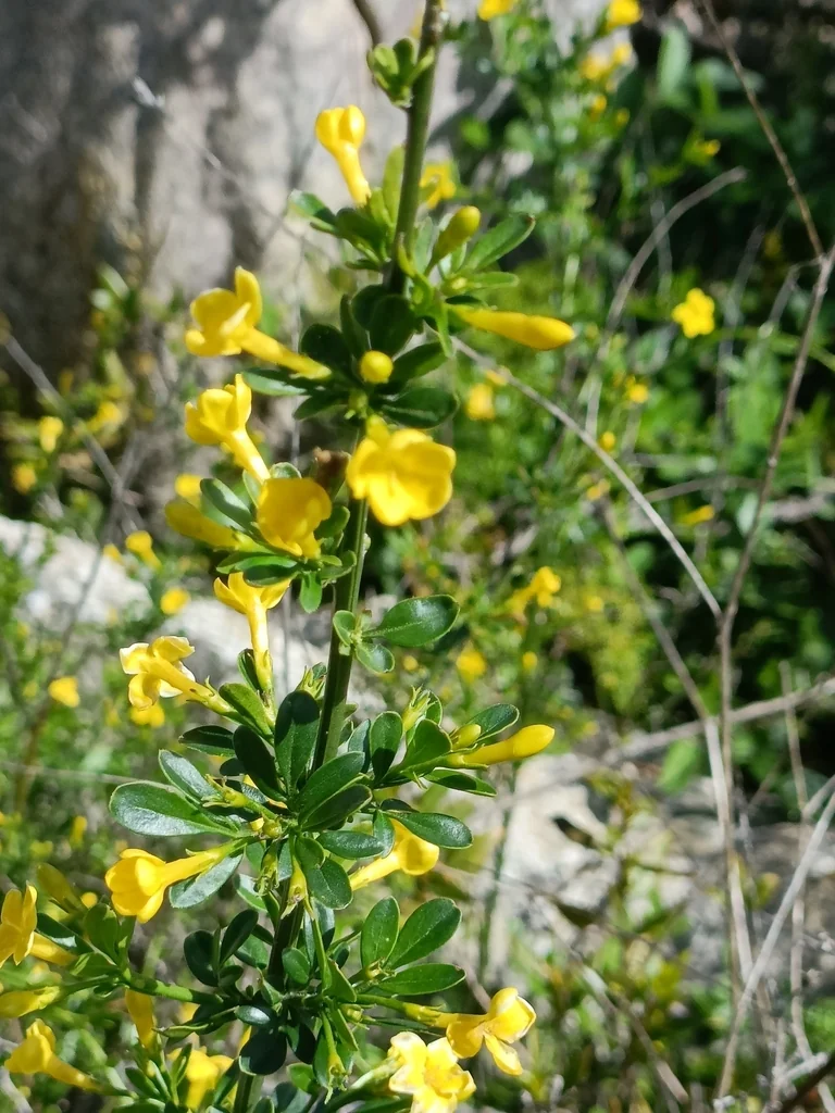 Jasminum Humile