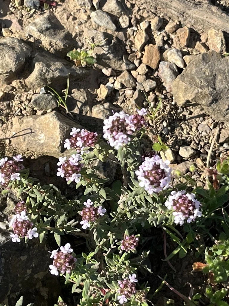 Thymus Vulgaris