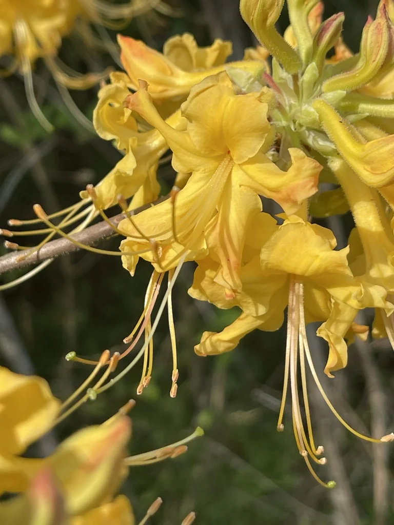 Rhododendron Austrinum