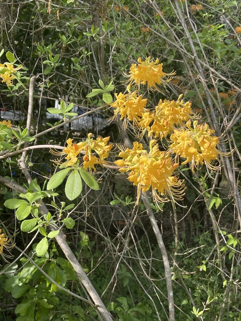 Rhododendron Austrinum