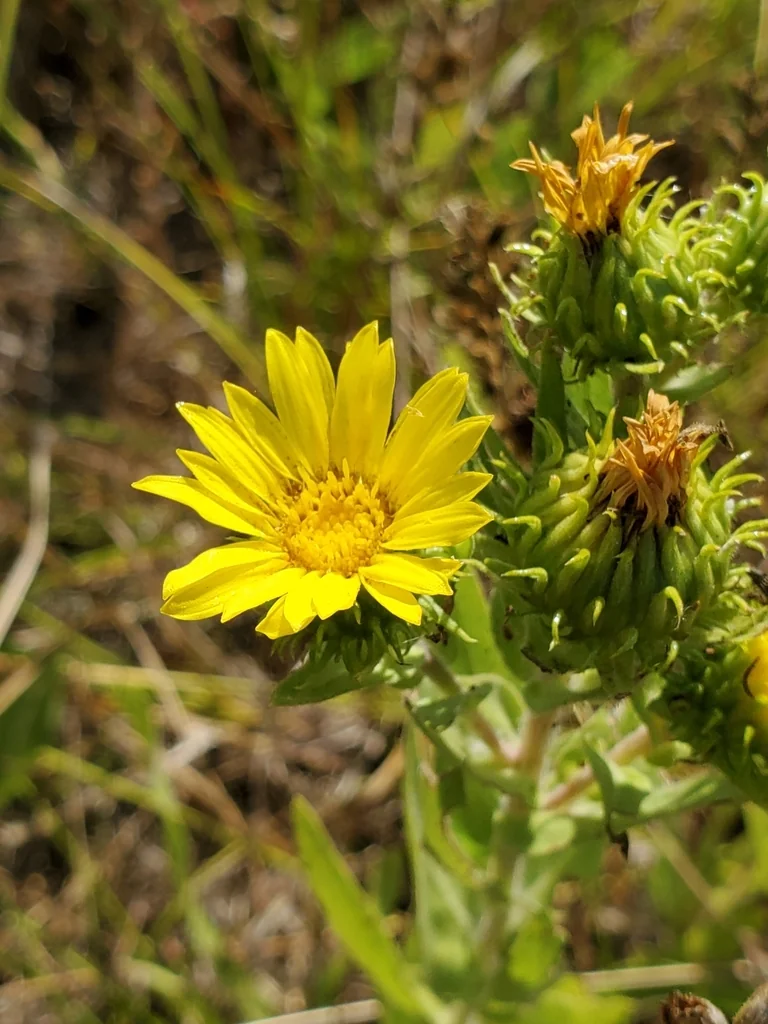 Grindelia Integrifolia