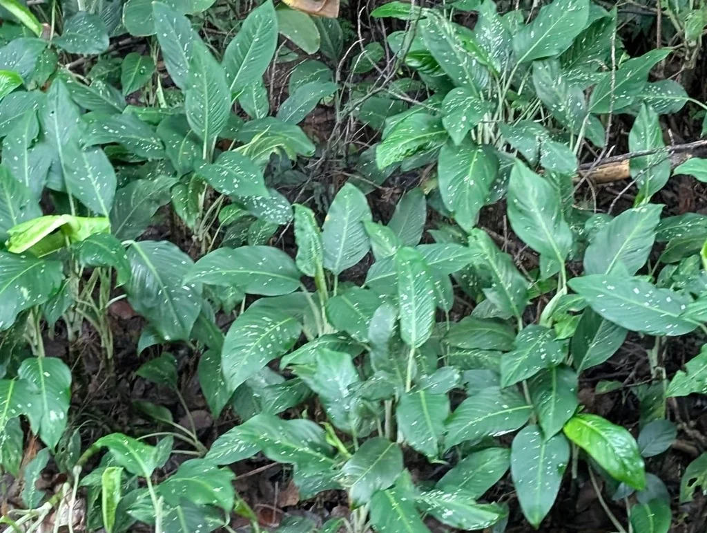 Dieffenbachia Maculata