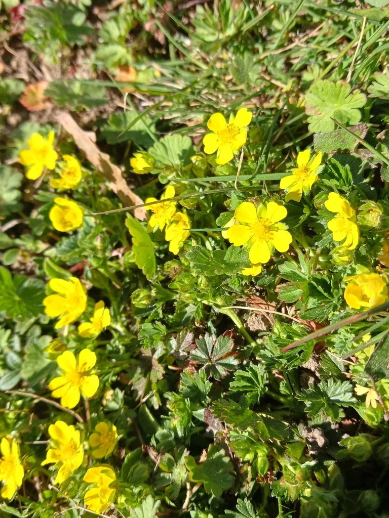 Potentilla Neumanniana