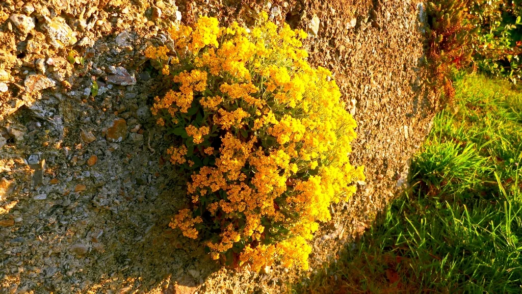 Aurinia Saxatilis