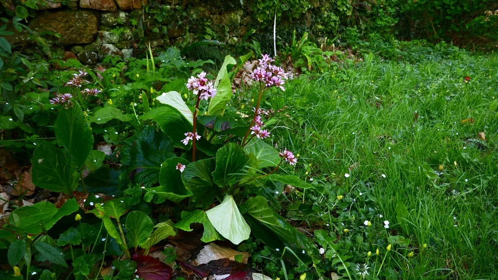 Bergenia Crassifolia