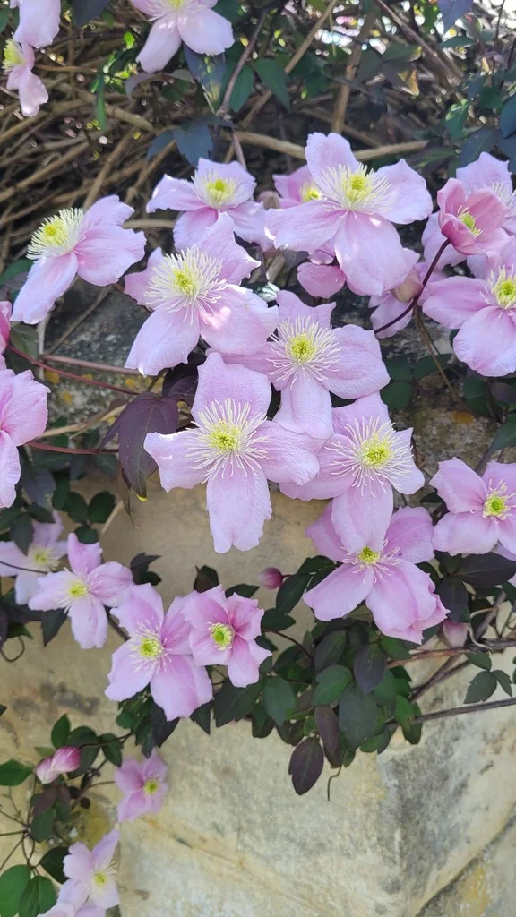 Clematis Montana
