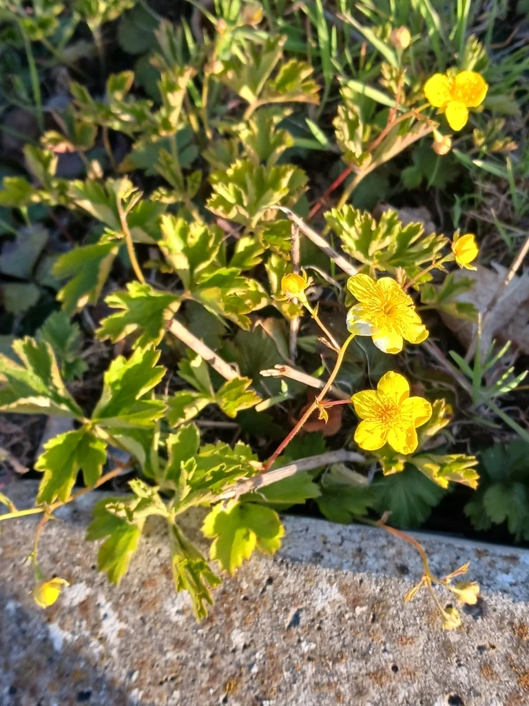 Waldsteinia Ternata