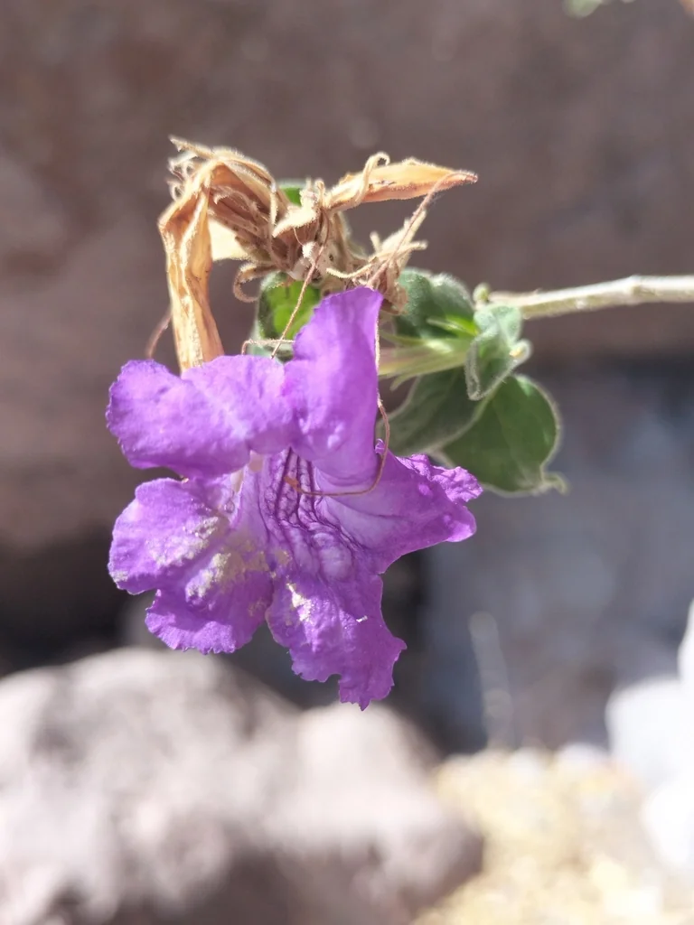 Ruellia Californica