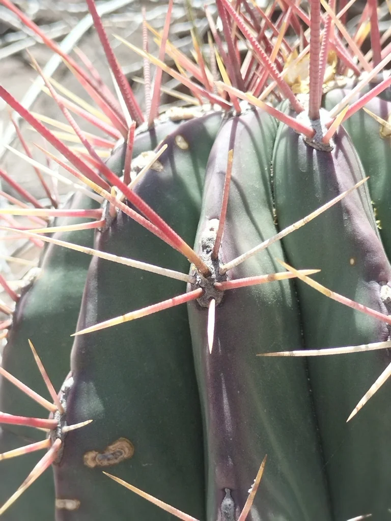 Ferocactus Emoryi Ssp. Rectispinus