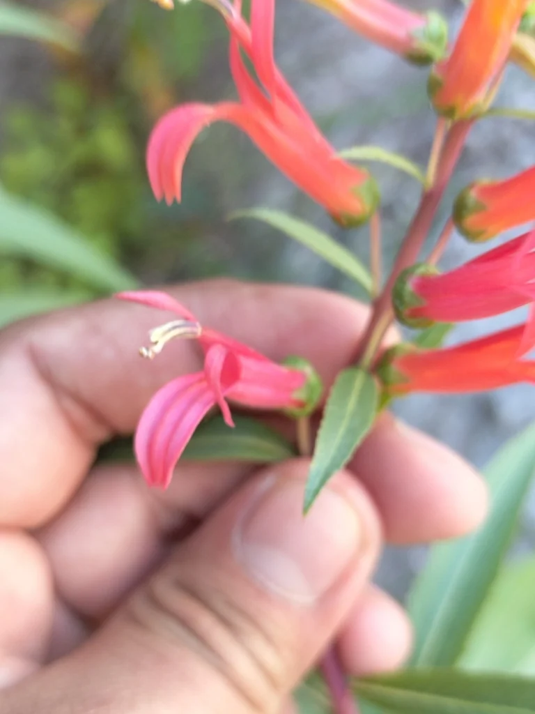 Lobelia Laxiflora