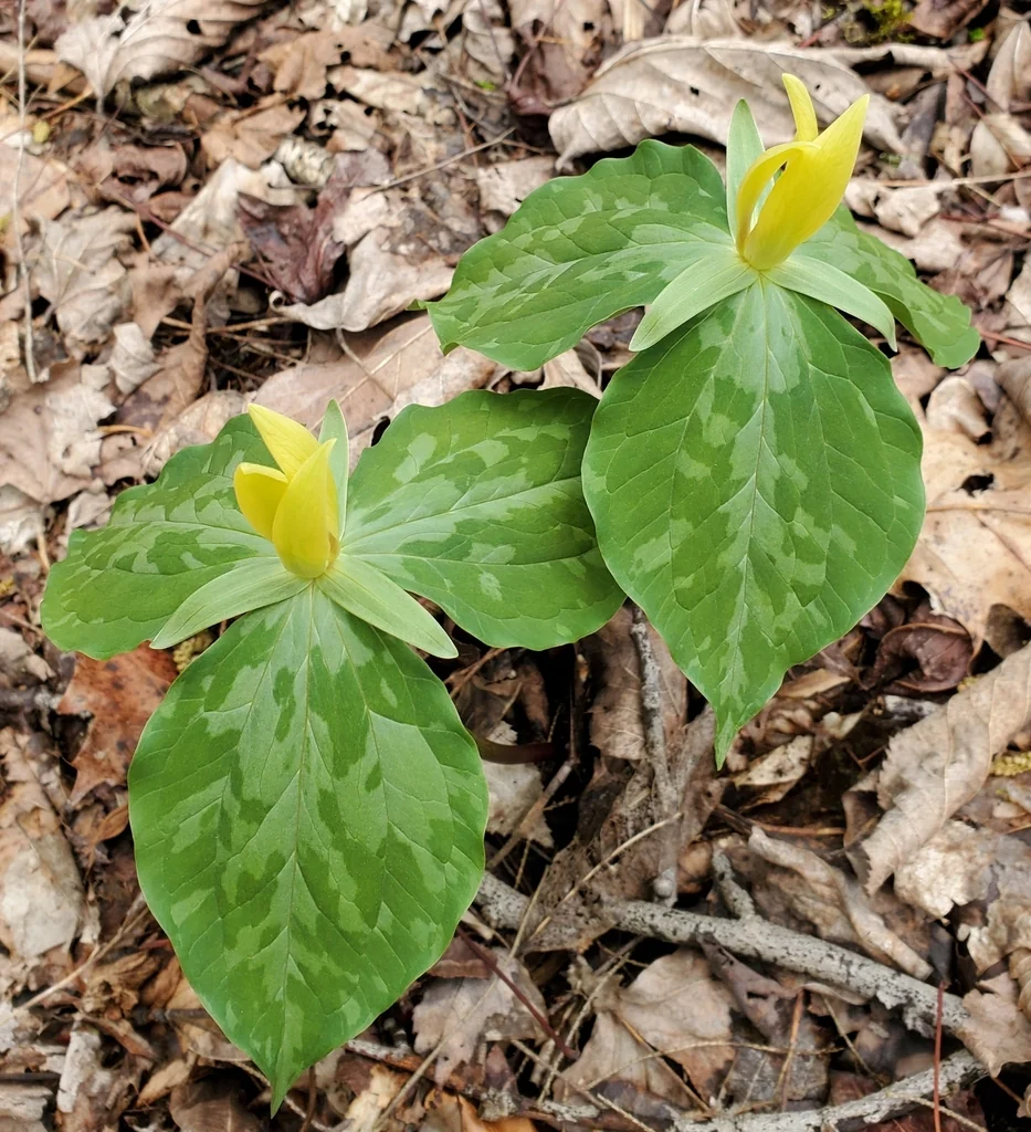 Trillium Luteum