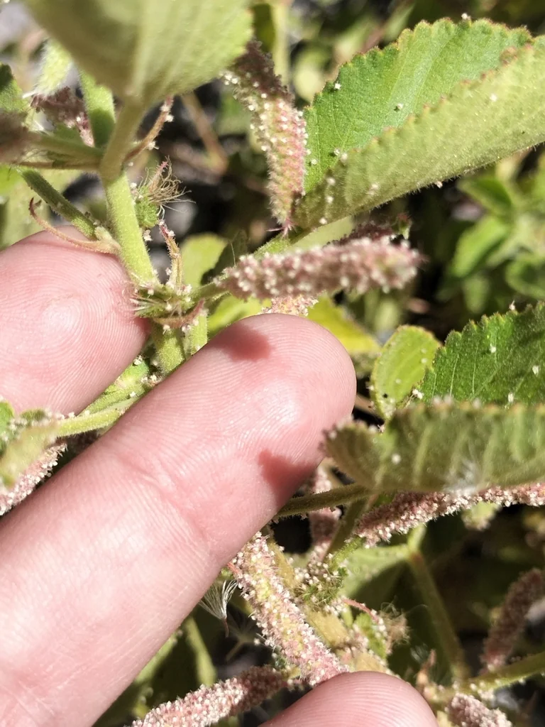 Acalypha Californica