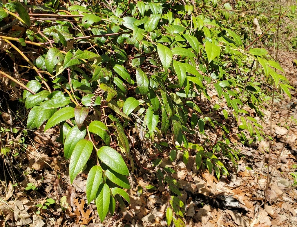 Leucothoe Fontanesiana