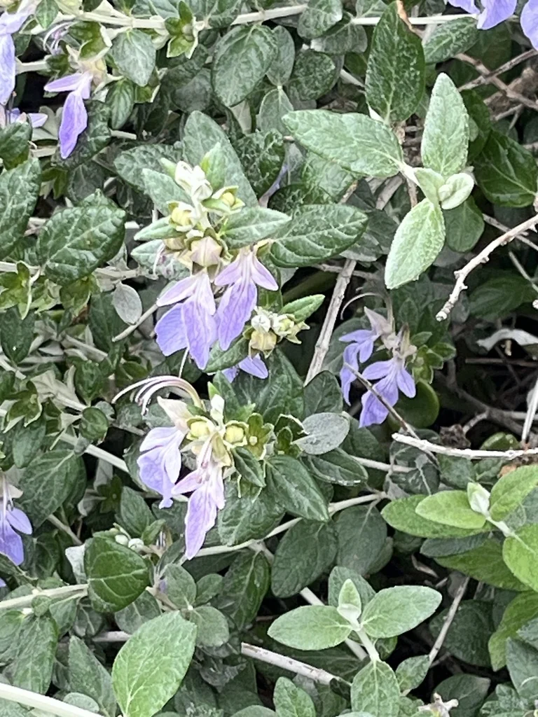 Teucrium Fruticans