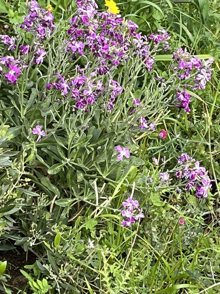 Matthiola Incana