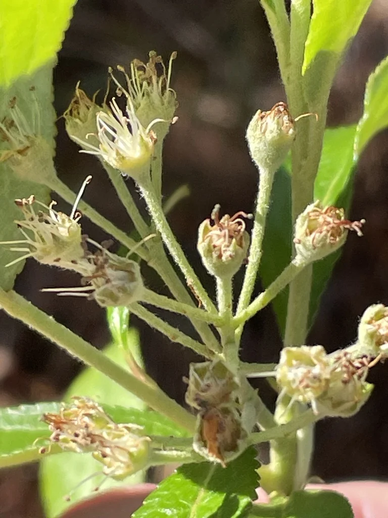 Aronia Arbutifolia