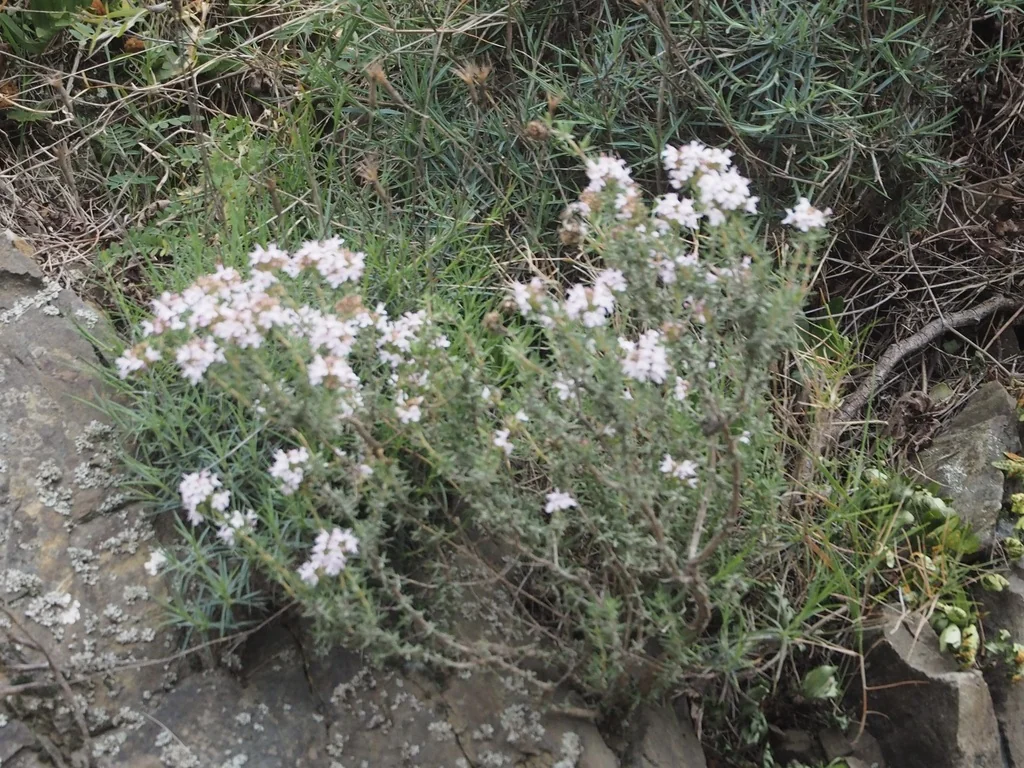 Thymus Vulgaris