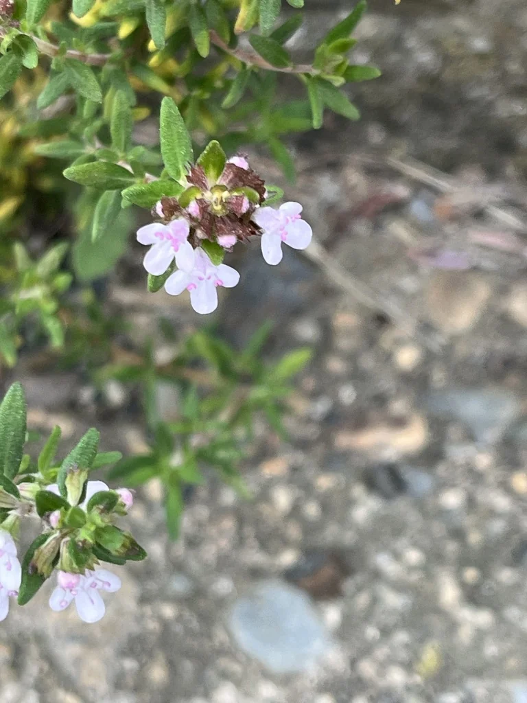 Thymus Vulgaris
