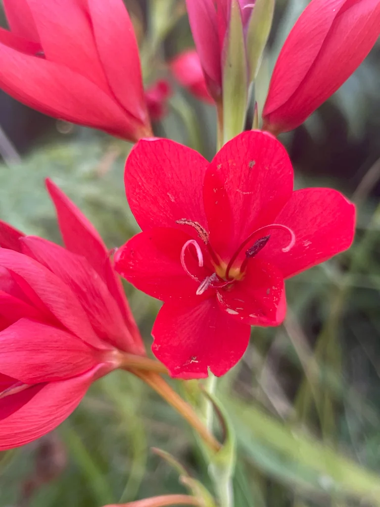 Schizostylis Coccinea